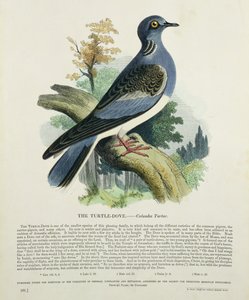Turtle-Dove (Columba Turur) by English School